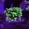 Hammer Green 1 Boca