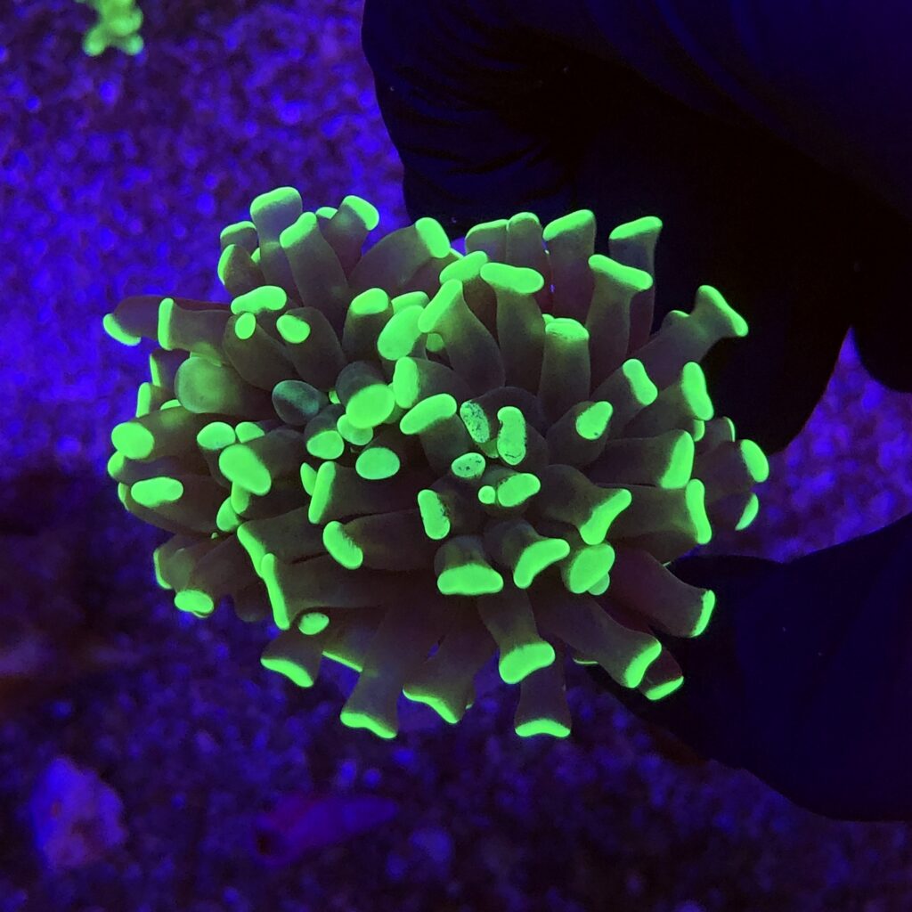 Ocyan