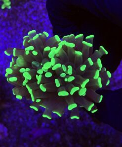 Hammer Green 2 bocas