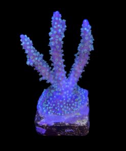Alternative view of Horrida Purple G