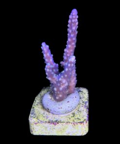 Alternative view of Horrida Purple M