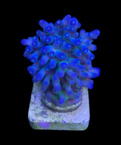 Alternative view of Lorips Blue Tips G