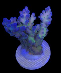 Lorips Blue Tips Mini Colônia