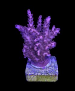 Alternative view of Lorips Pink G