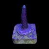Millepora Blue M