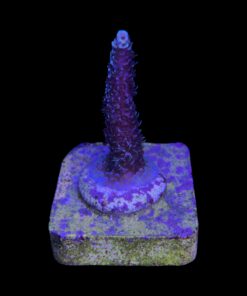 Millepora Blue M