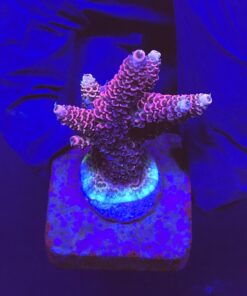Millepora Dragon Fruit M
