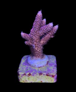 Alternative view of Millepora Dragon Fruit M