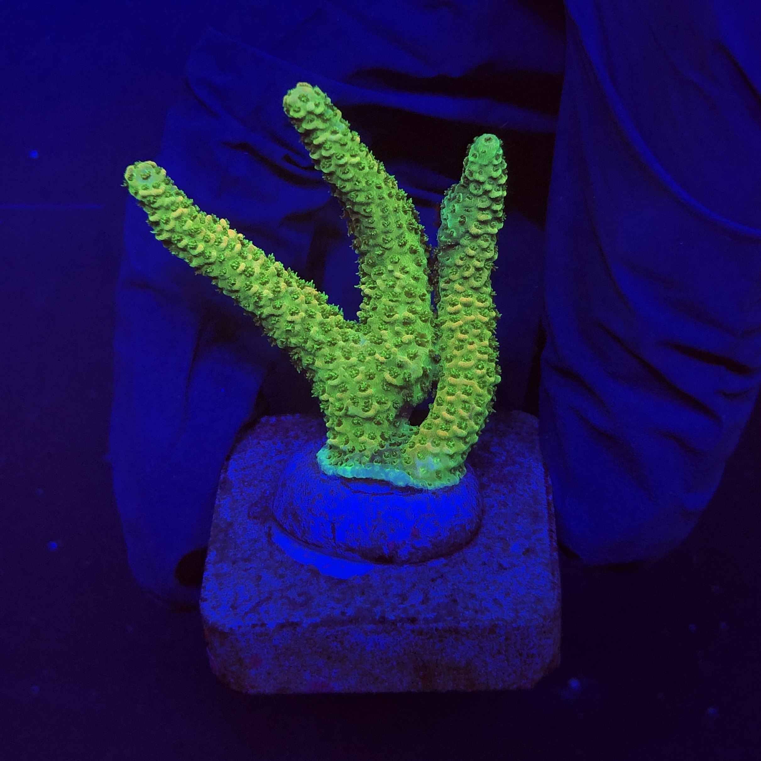 Millepora Eletric Green M