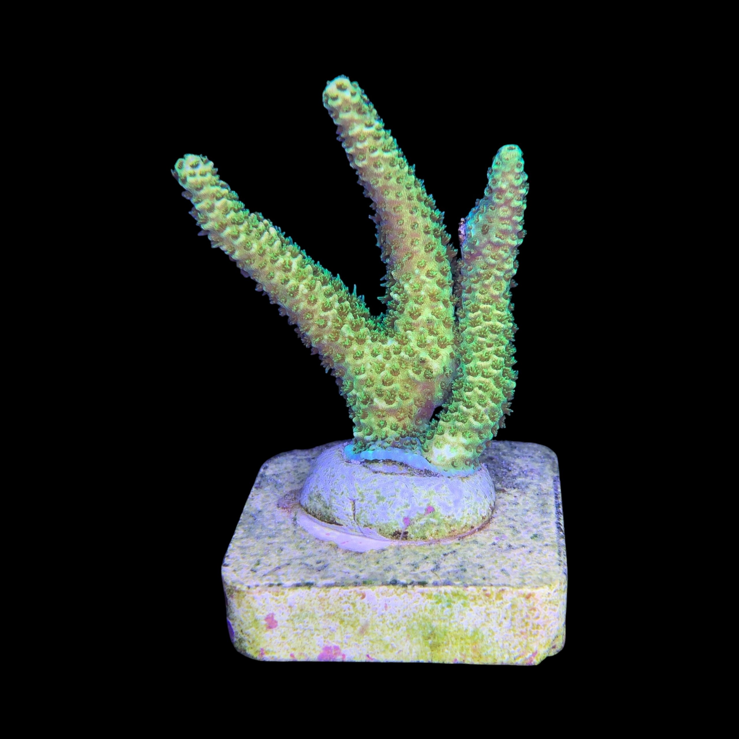 Millepora Eletric Green M - Imagem 2