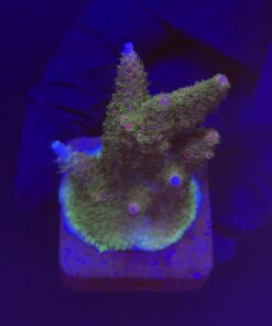 Millepora Magic G