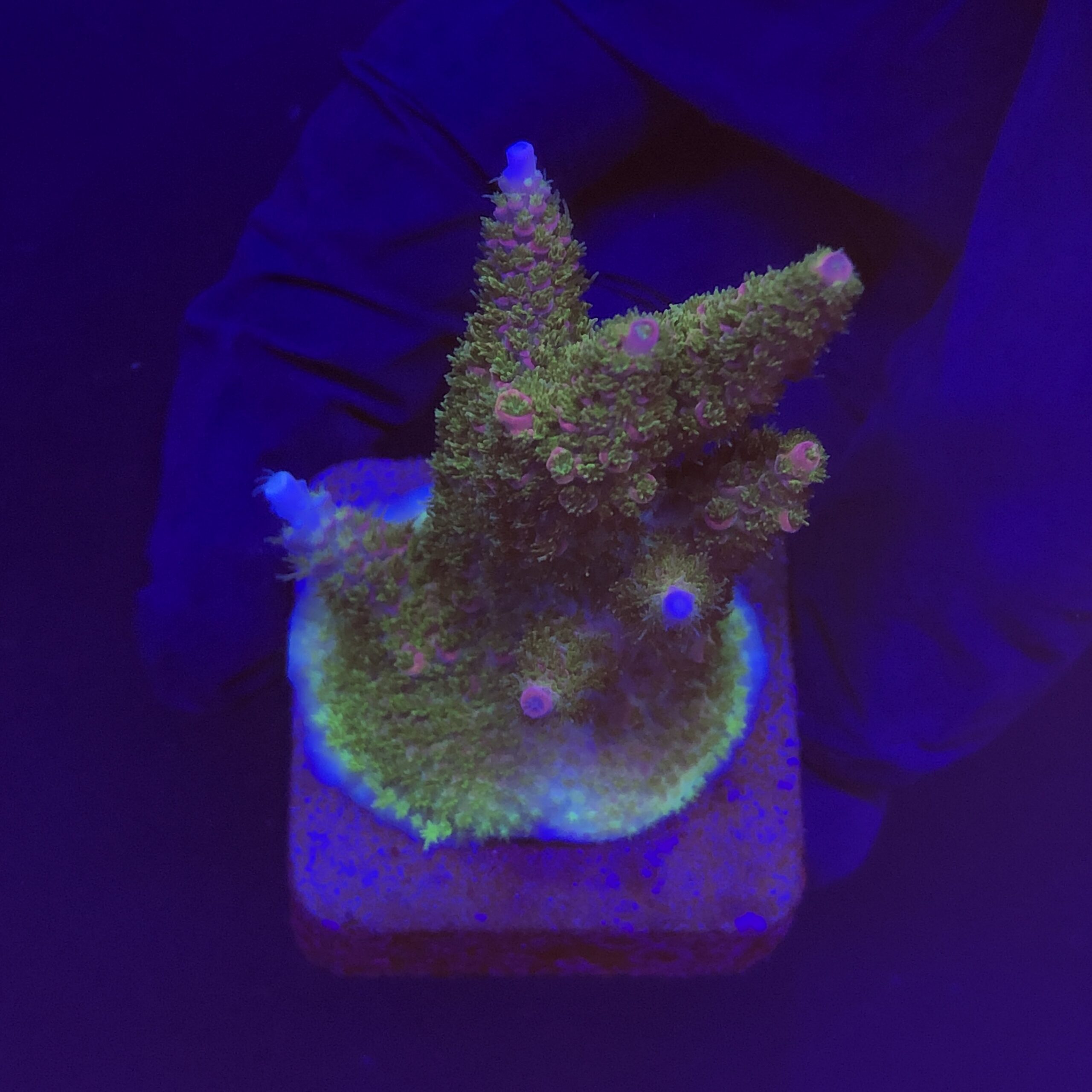 Millepora Magic G