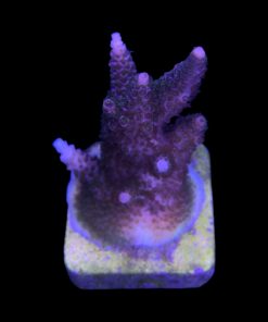 Alternative view of Millepora Magic G