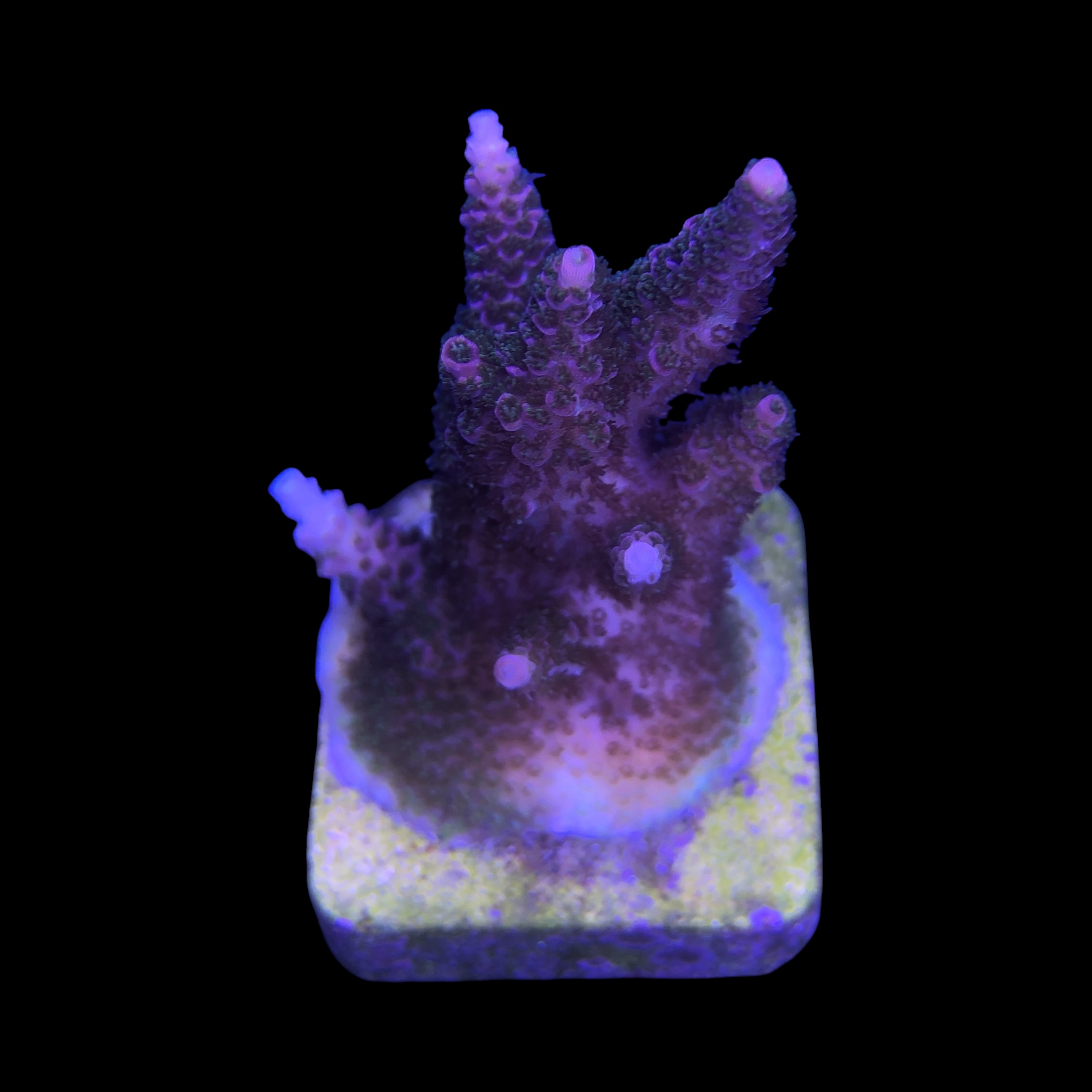 Millepora Magic G - Imagem 2