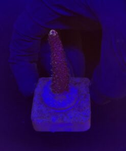 Millepora Pink M