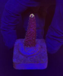 Millepora Pink M
