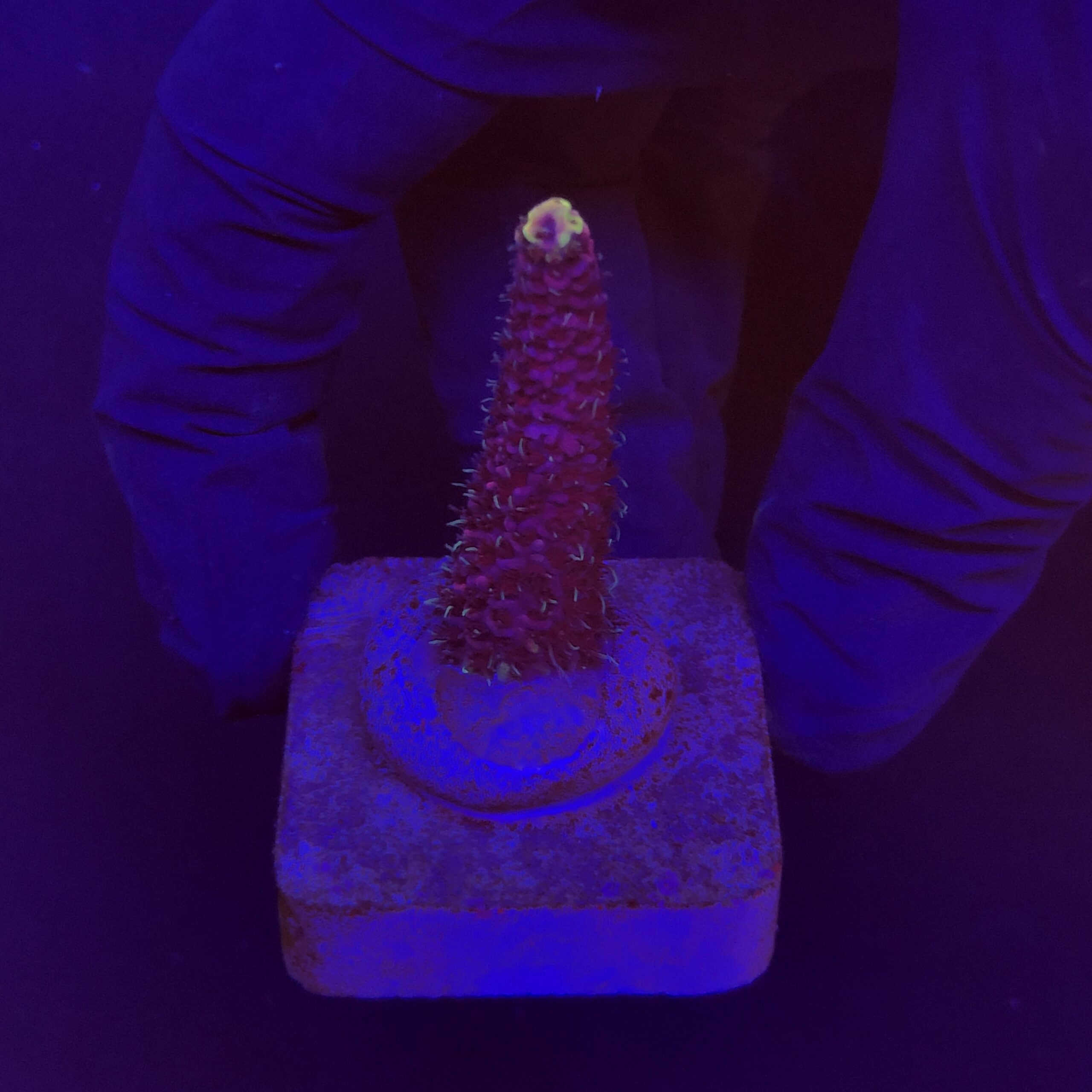 Millepora Pink M