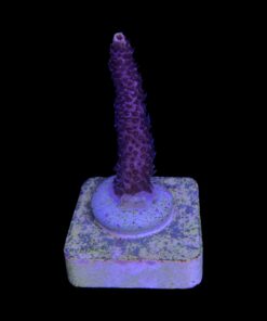 Alternative view of Millepora Pink M