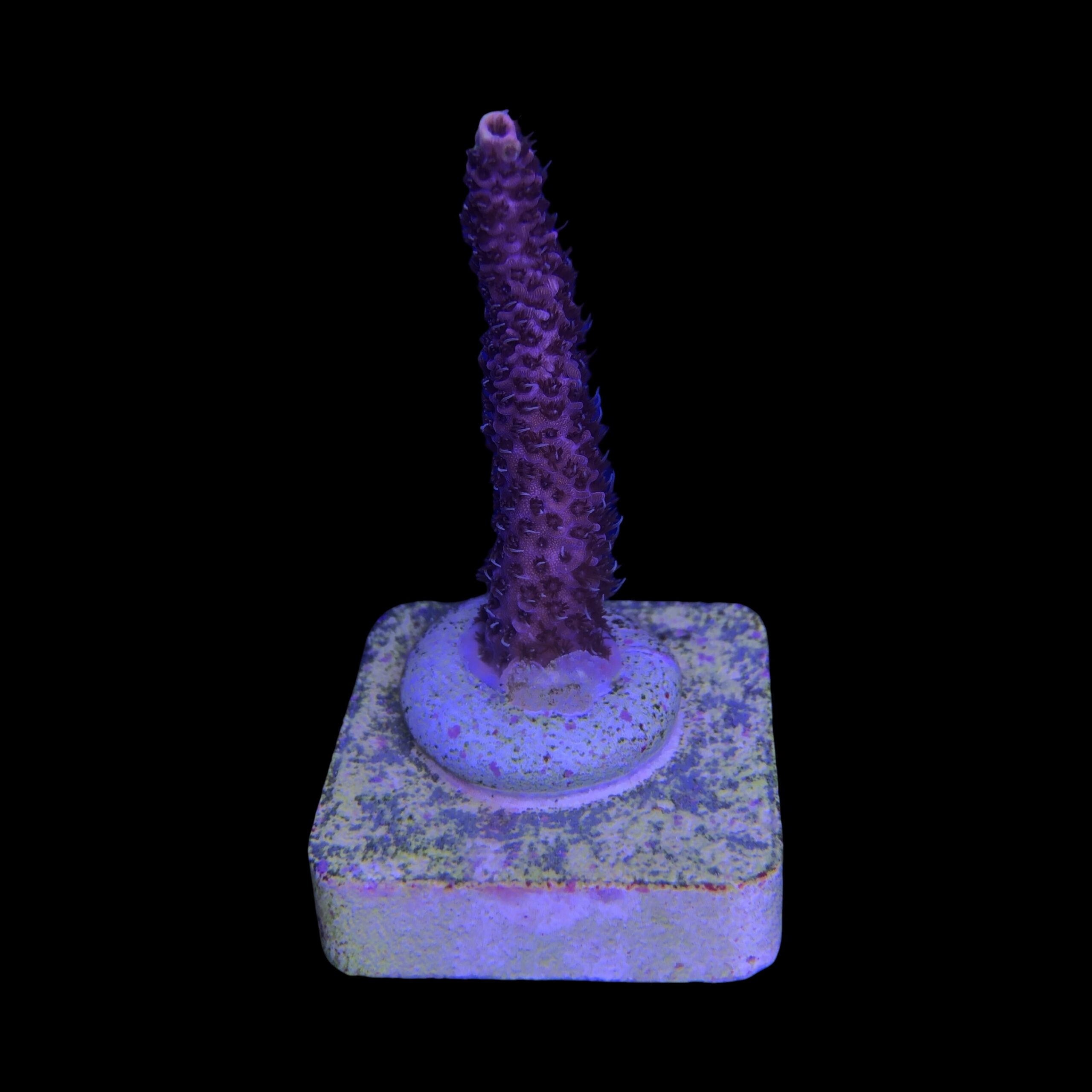 Millepora Pink M - Imagem 2