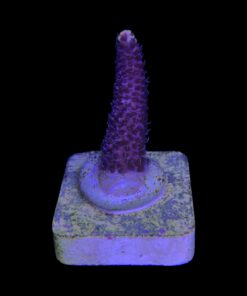 Alternative view of Millepora Pink M