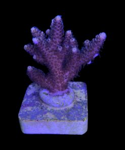 Alternative view of Millepora Tricolor G