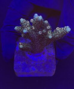 Millepora Tricolor G