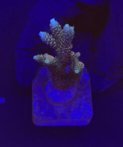 Millepora Tricolor M
