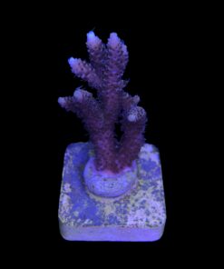 Alternative view of Millepora Tricolor M