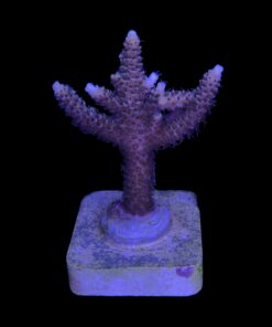 Alternative view of Millepora Tricolor M
