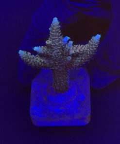 Millepora Tricolor M