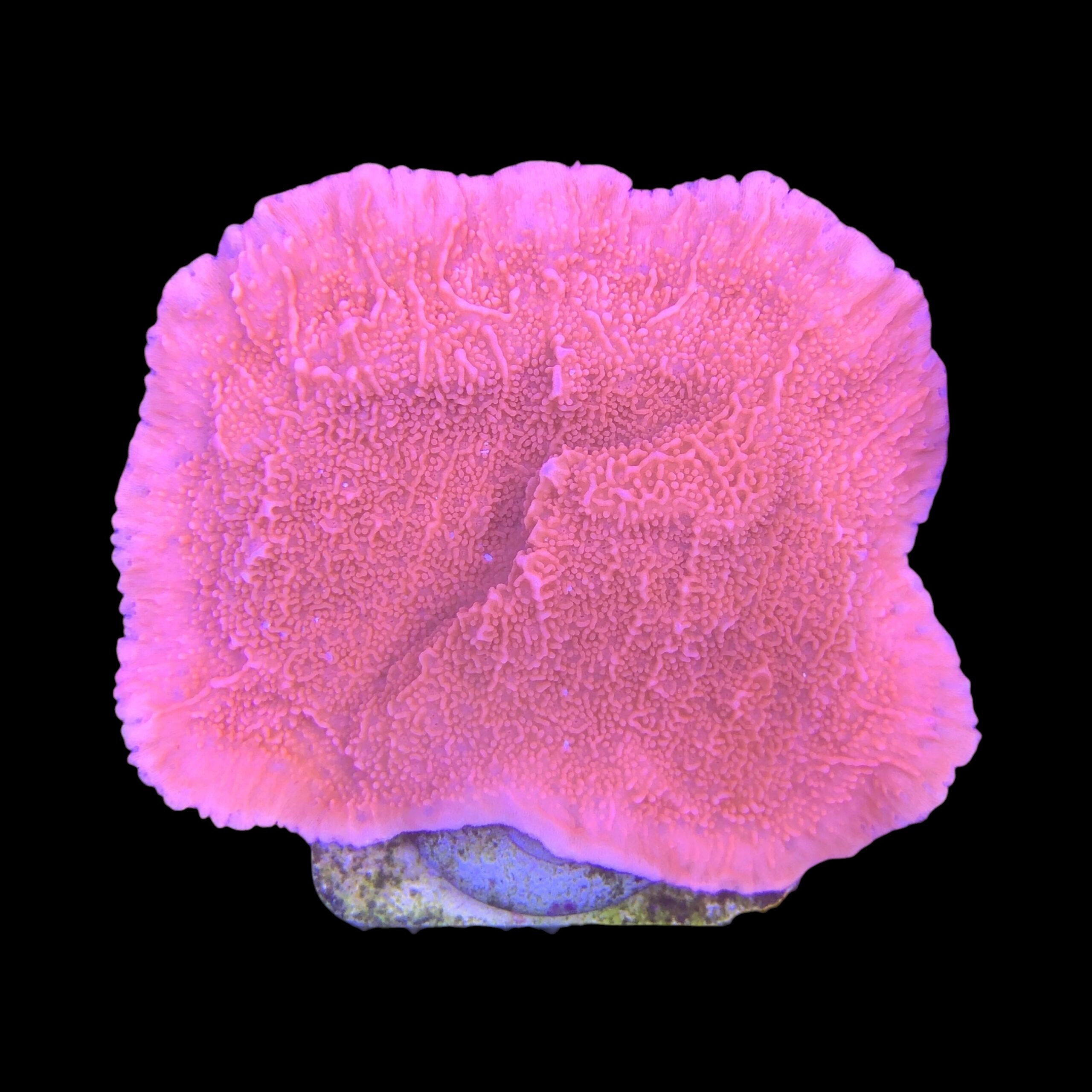 Montipora Capricórnio Laranja M - Imagem 2