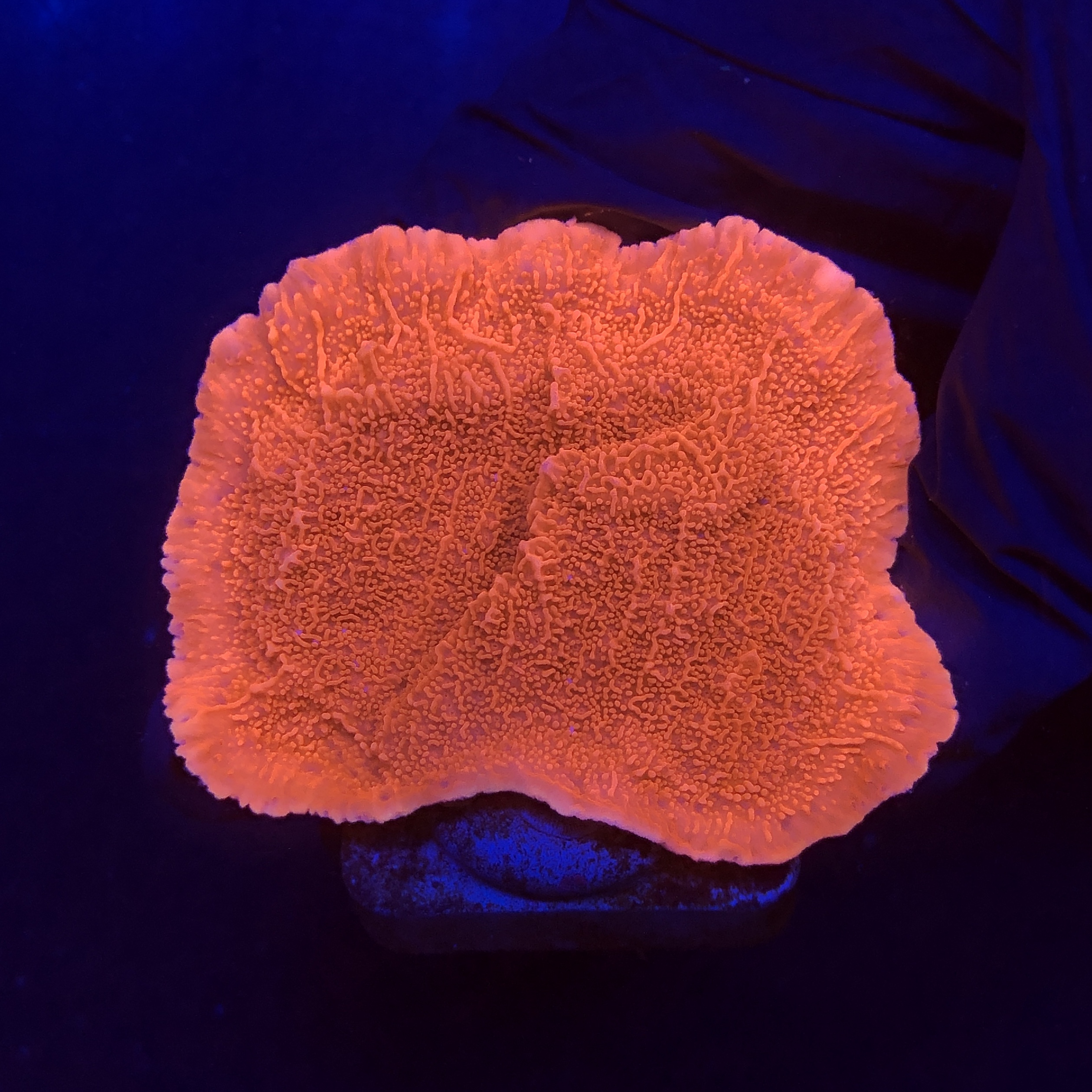 Montipora Capricórnio Laranja M