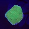 Montipora Chili Pepper M