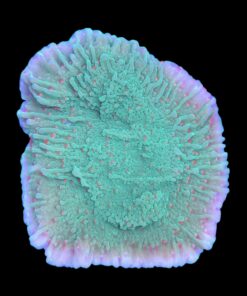 Alternative view of Montipora Chili Pepper M