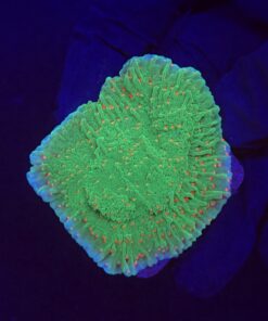 Montipora Chili Pepper M
