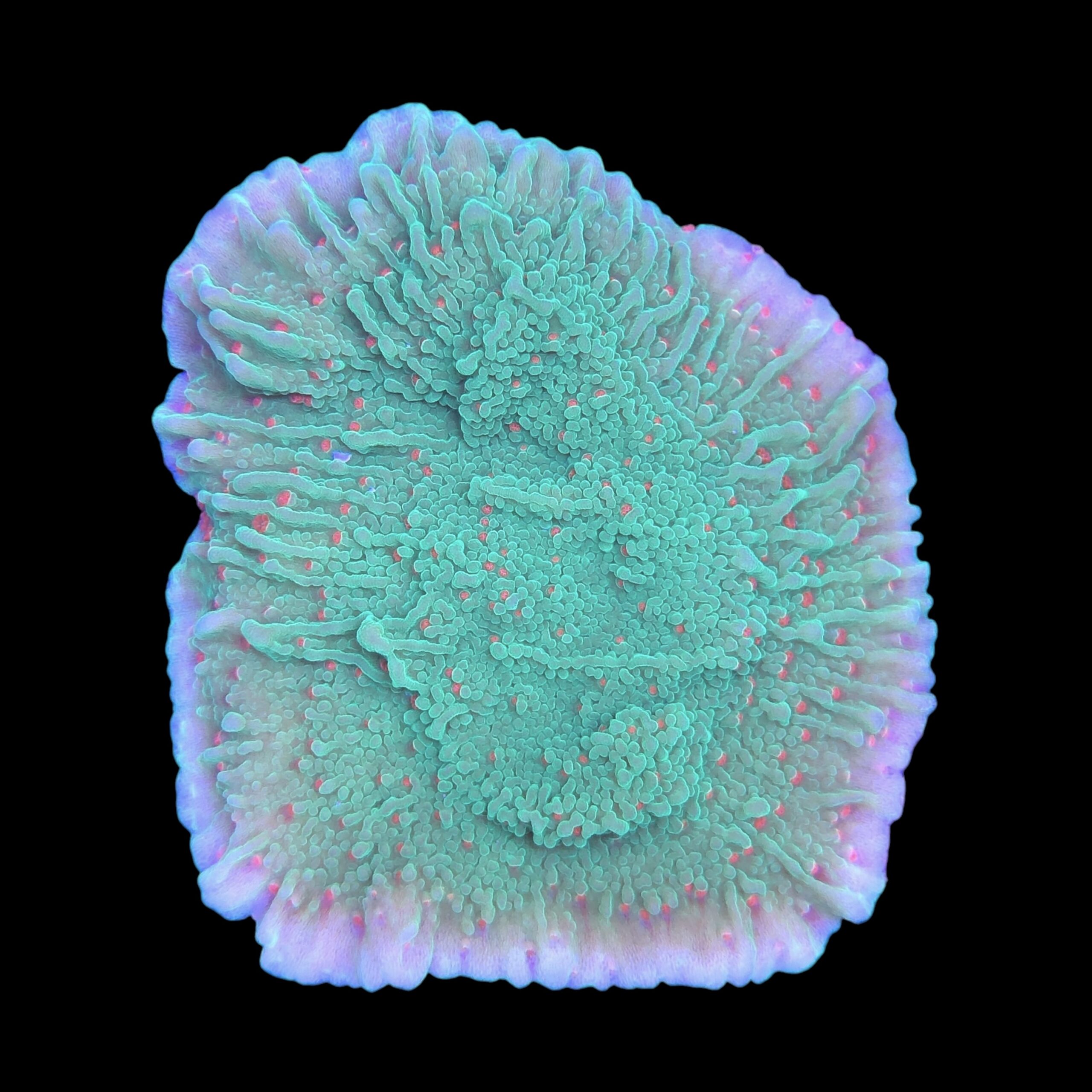Montipora Chili Pepper M - Imagem 2