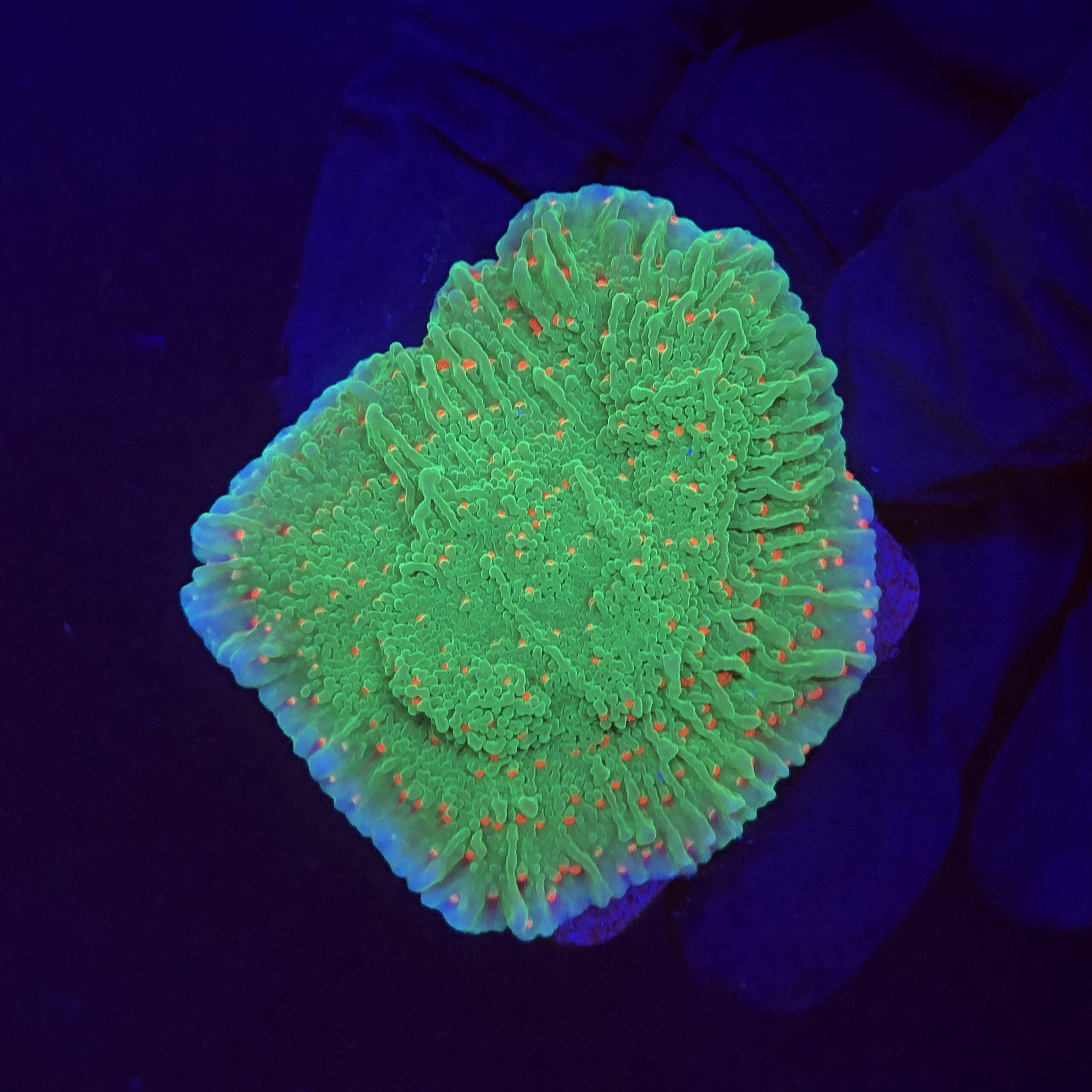 Montipora Chili Pepper M