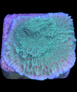 Alternative view of Montipora Chili Pepper M