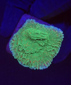 Montipora Chili Pepper M