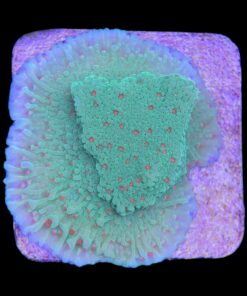 Alternative view of Montipora Chili Pepper M