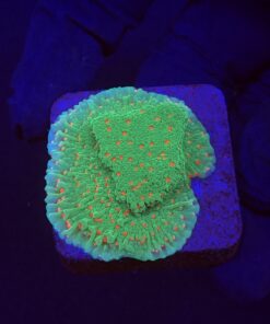 Montipora Chili Pepper M