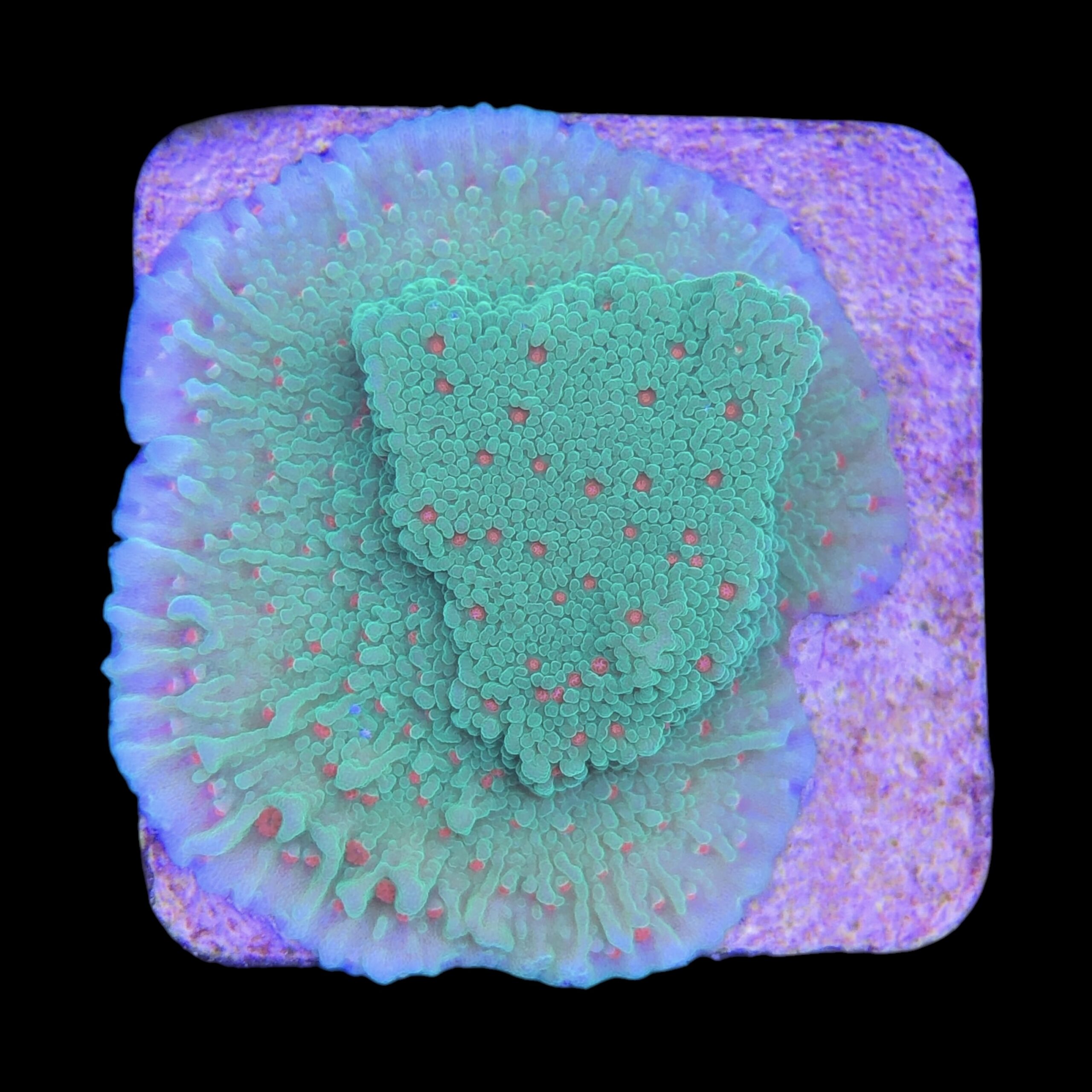 Montipora Chili Pepper M - Imagem 2