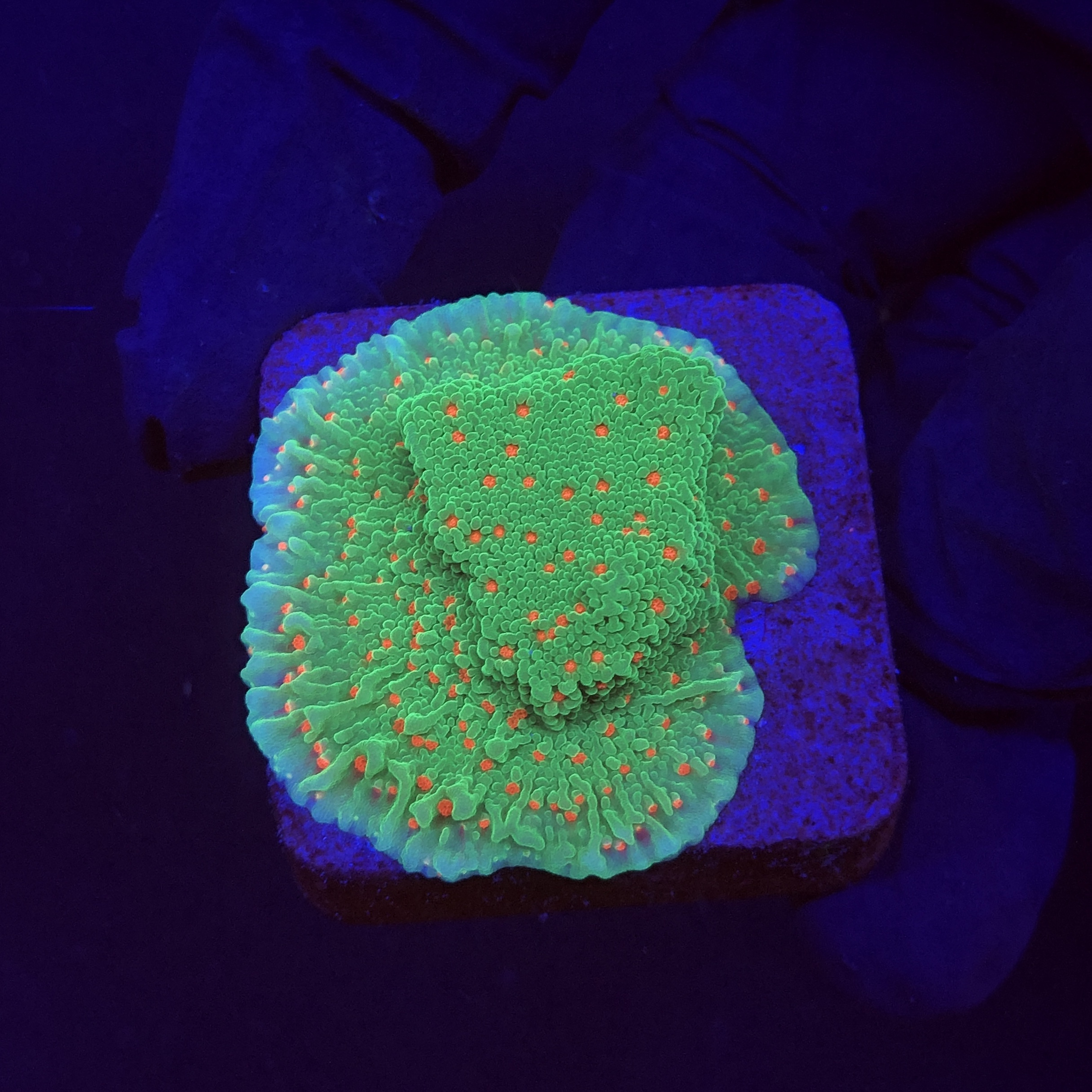 Montipora Chili Pepper M