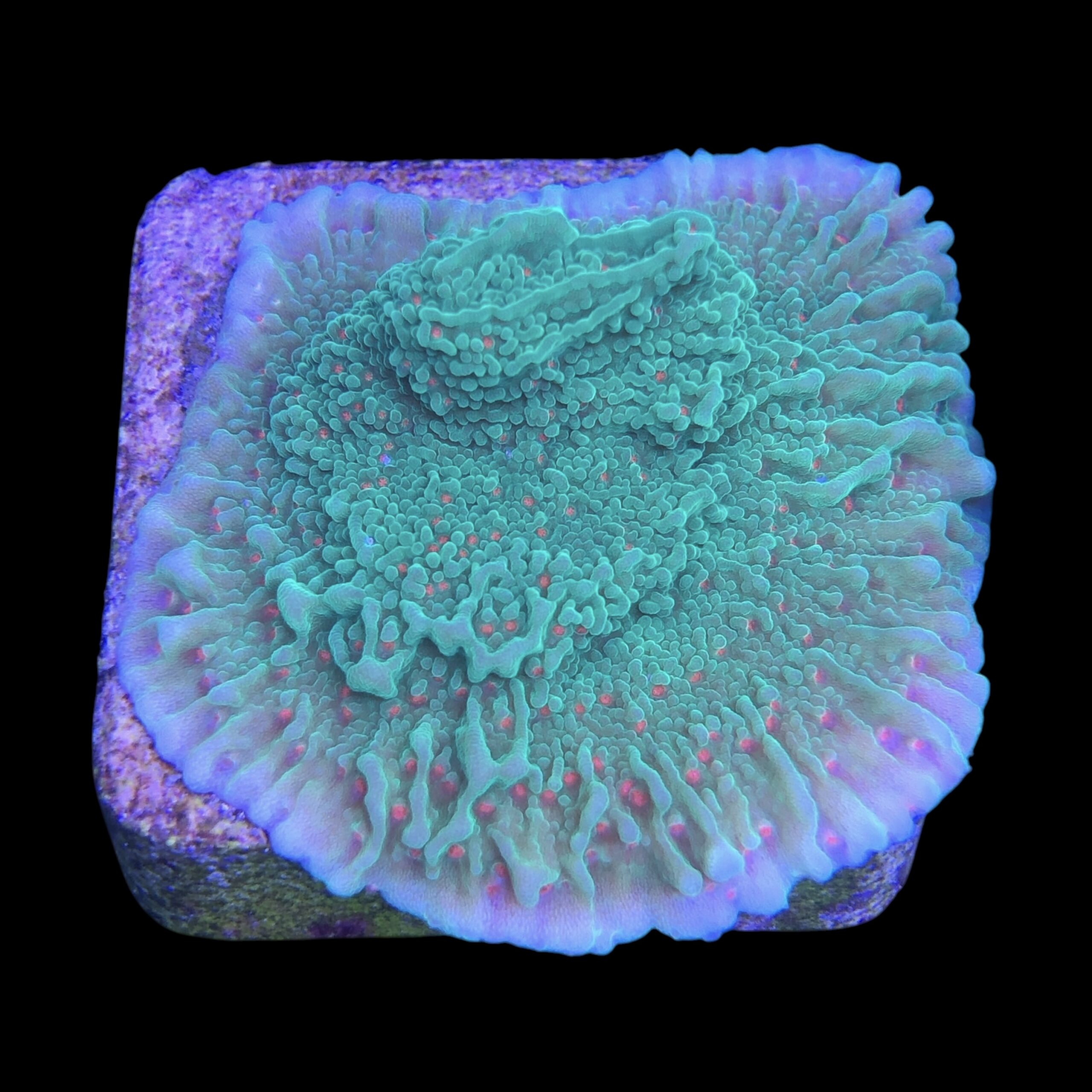 Montipora Chili Pepper M - Imagem 2