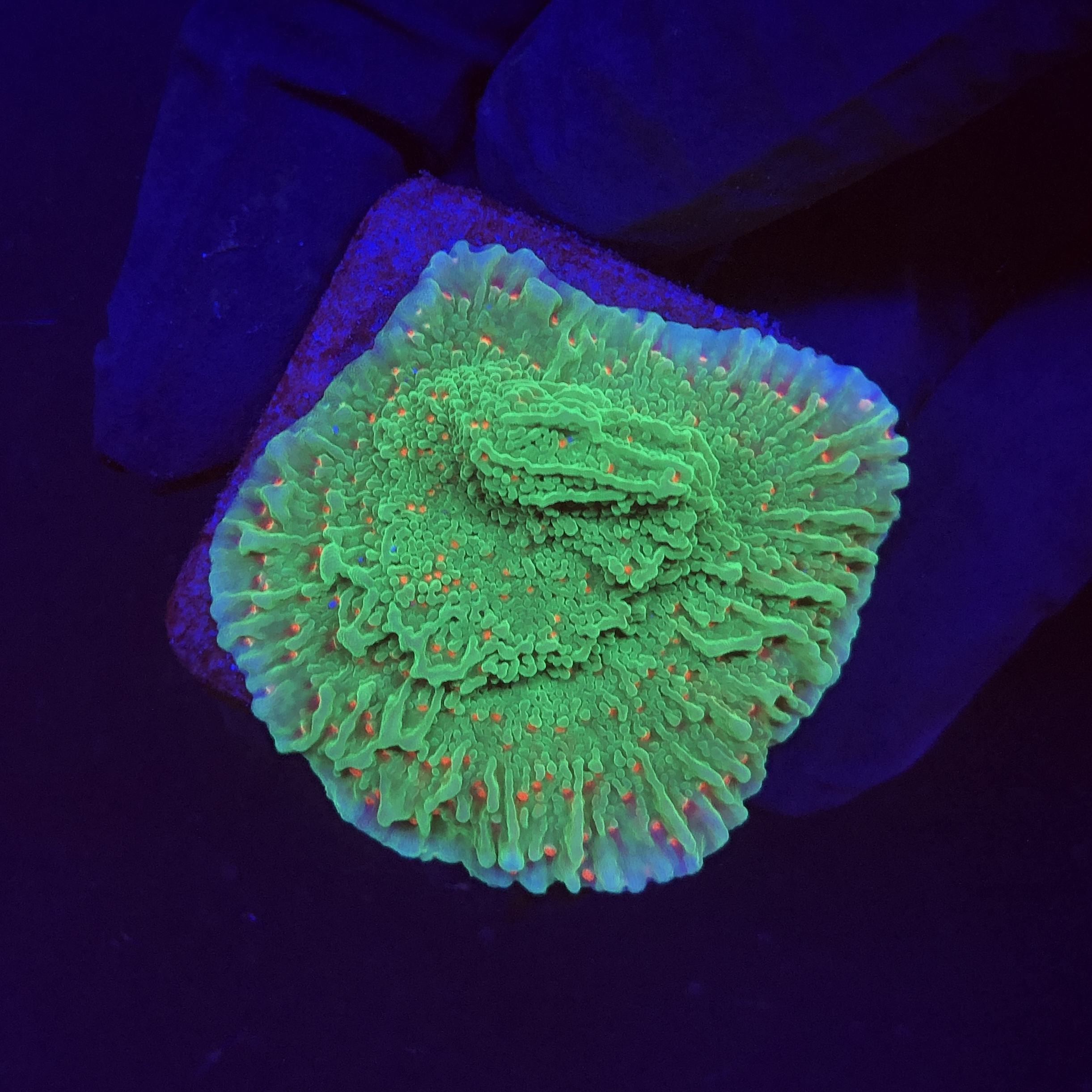 Montipora Chili Pepper M