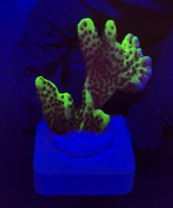 Montipora Confusa Lemon (Spongodes) M