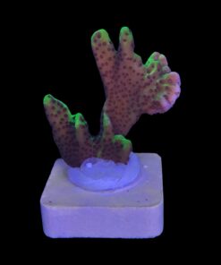 Alternative view of Montipora Confusa Lemon (Spongodes) M