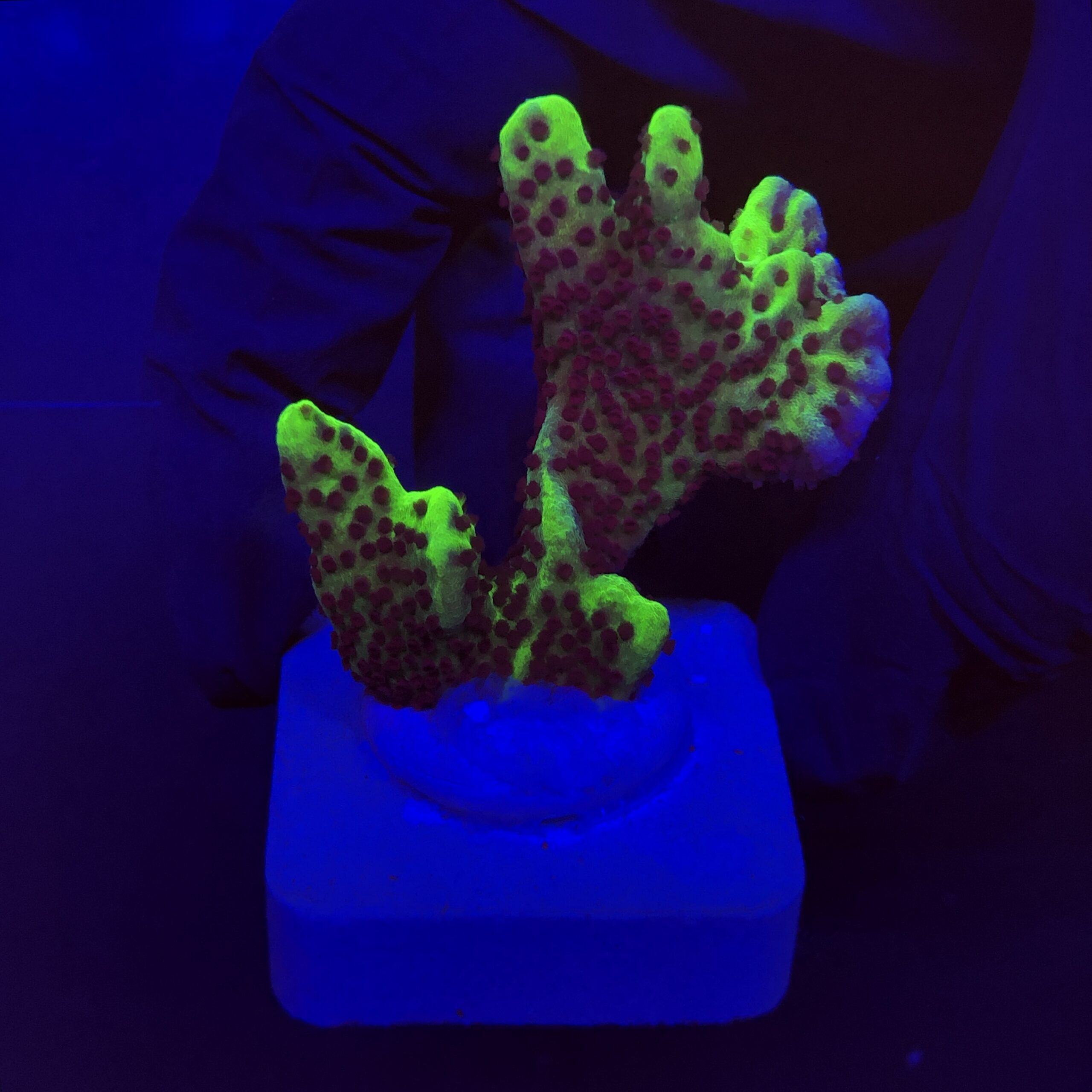 Montipora Confusa Lemon (Spongodes) M