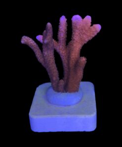 Montipora Digitada Laranja M