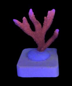 Montipora Digitada Laranja M